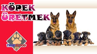 KÖPEK ÜRETİMİ NEDİR? DOĞRU KÖPEK NASIL ÜRETİLMELİDİR?