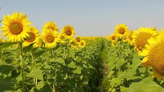 Sunflower Field Stock Video