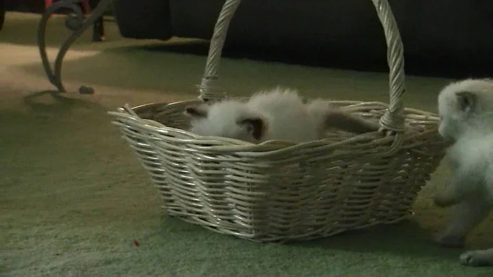 Watch the video about Siberian Color Point Neva Masquerade Kittens For Sale