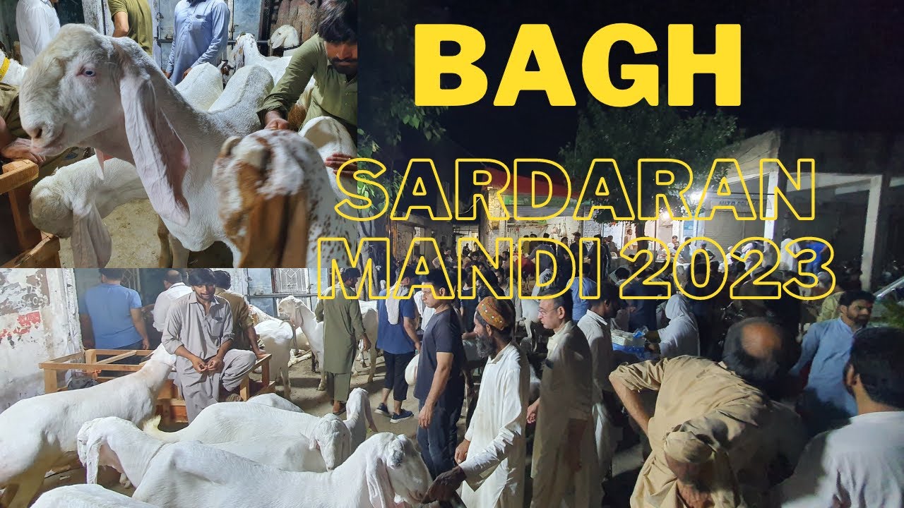 Bakra Mandi Rwp Bagh Sardaran Mandi 2023 - Bagh Sardaran Rawalpindi #cow #bakramandi ...