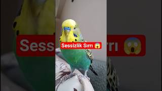 Kuşunuz Neden Aniden Susuyor? Bu Sessizlik Sebebini Kimse Bilmiyor