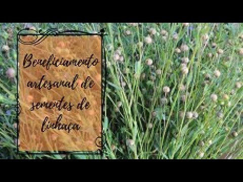 Vídeo: Posso Cultivar Linhaça: Aprenda a Cultivar Plantas de Linhaça em Casa