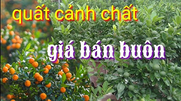 Quất cảnh chậu nhựa cây siêu chất cho quất tết 2022, AChiên chuyên quất cảnh quất tết: 0333.778.868