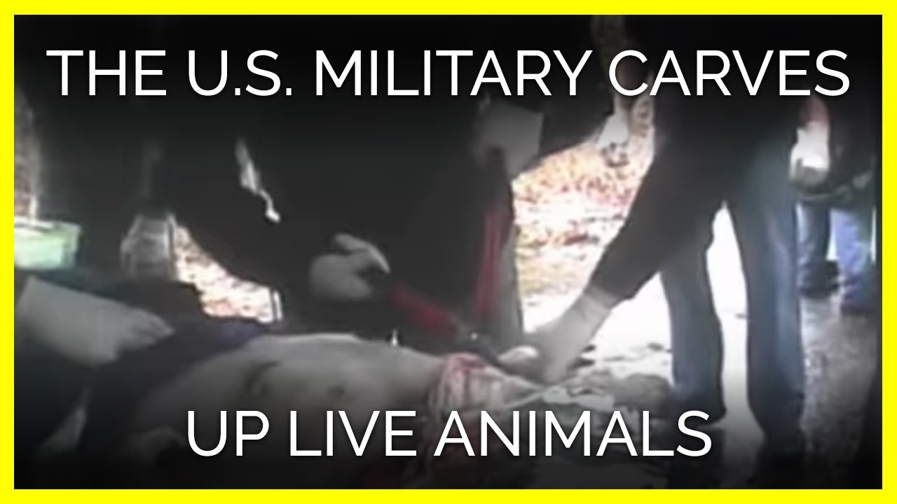 vegan recipes easy The U.S. Military Is Carving Up Live Animals