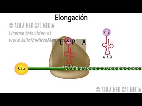 Video: ¿Cuándo el ribosoma alcanza un codón de terminación?