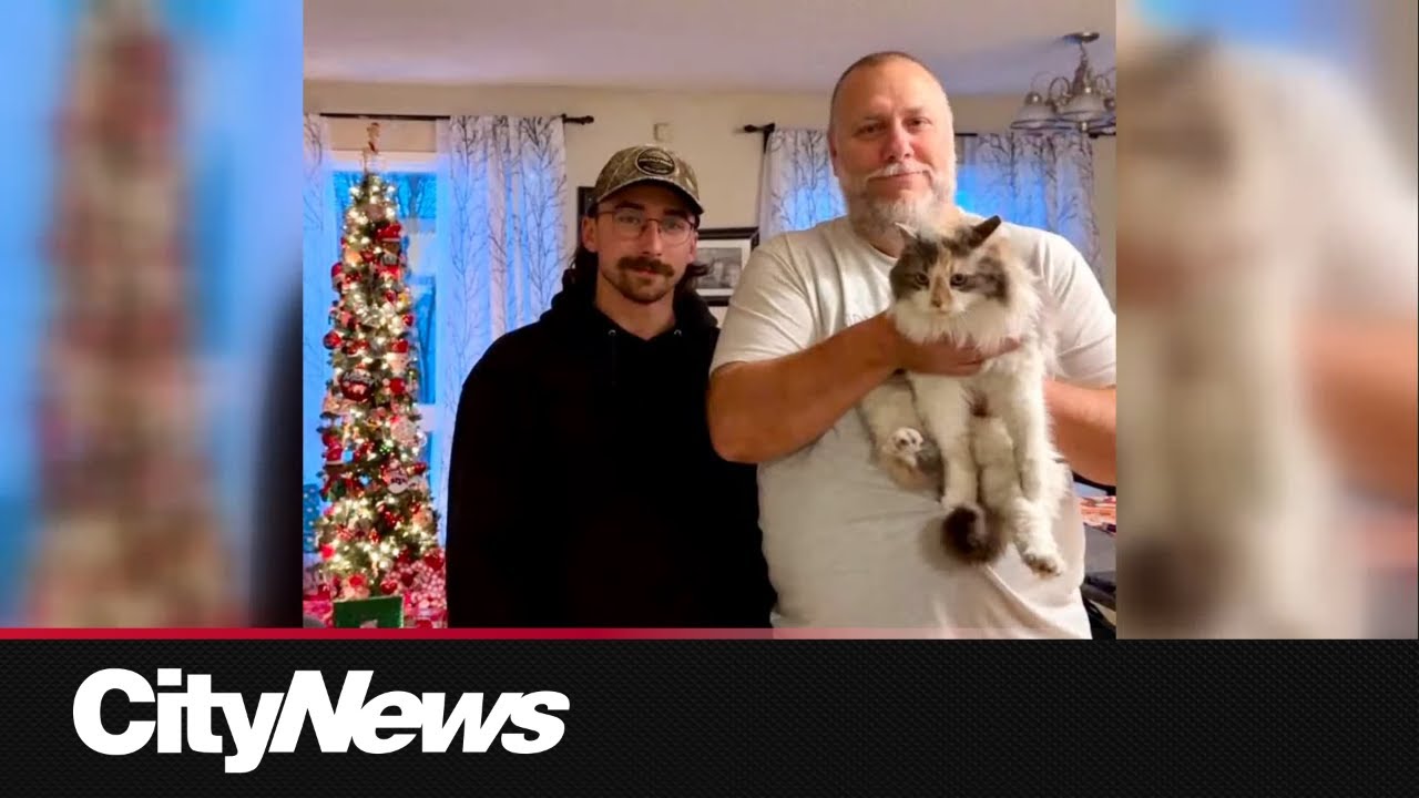 Cat missing for 7 years reunited with owners - YouTube