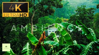 Escape to a Rainy Hillside Retreat:Relaxing Ambience with Forest, Birds, and Rain Sound in 4K