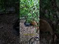 A species unknown to modern science