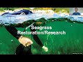 view Seagrasses: Importance, Decline, and Opportunities for Restoration digital asset number 1