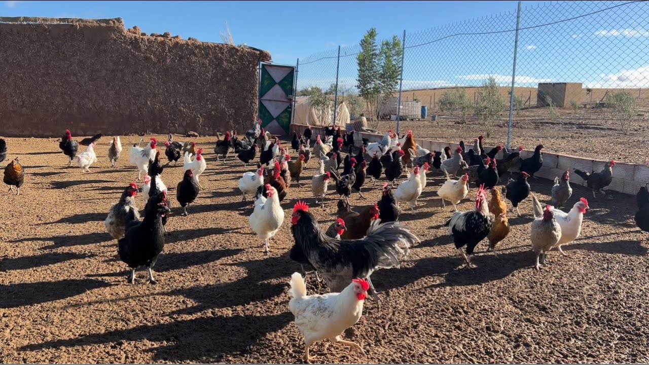 تفقد المزرعة بعد تساقط الأمطار اجواء رائعة ولاعة مع الدجاج و الديك الرومي و الأبقار و الكتاكيت