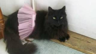 Kitty In Her Halloween Costume