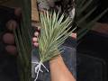 #974 #SansevieriaFrancisii | Sansevieria Francisii Yellow Variety