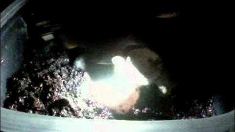 Baby carpet python in the egg