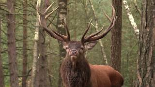 Download Lagu Veluwse Herten Bronstfilm 2017 movie MP3