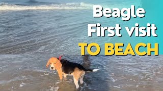 Beagle's first visit to Beach | Moon the Beagle by Moon the beagle 107 views 10 months ago 1 minute, 56 seconds