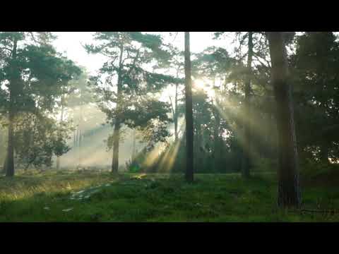 1 MINUTE| Relaxing forest sounds in 1 minute