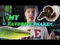 WHAT'S MY FAVORITE SNAKE SPECIES?! (Currently)