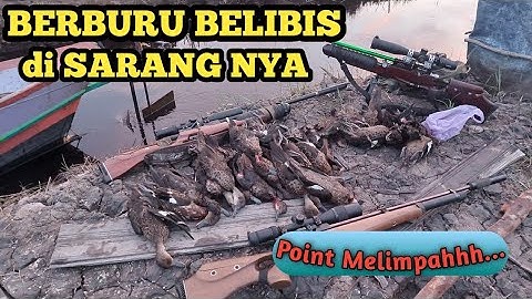 🔵 Wow ❗❗❗Berburu burung belibis di sarang nya || Berburu Belibis