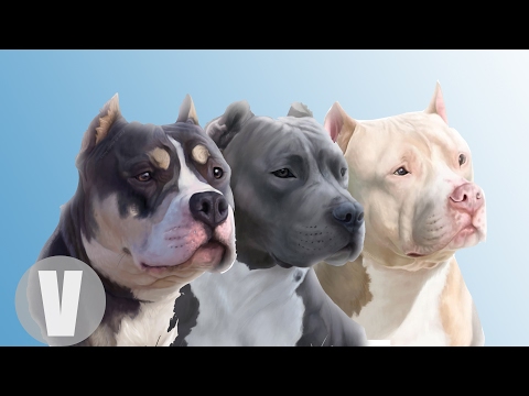 Video: Diferentes variedades de pitbull