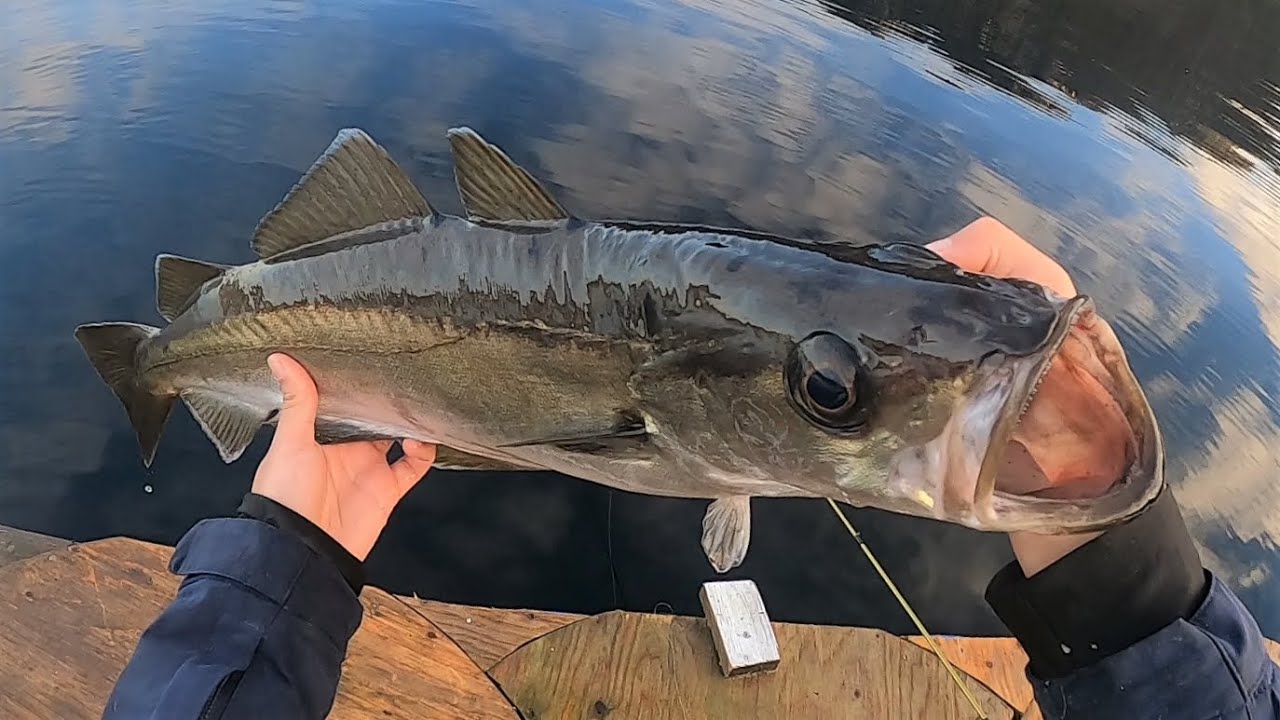 Fishing for Pollock and Wrasse in Norwegian Waters! ABFishing YouTube