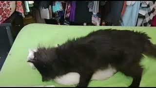 Cat mating in bed 🛏 , Lucy & Murphy by MURPHY & LUCY TURKISH ANGORA CATS 342 views 1 year ago 1 minute, 22 seconds