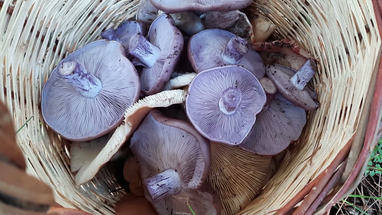 Lepista Nuda / Mavi cincile / Ebişke / Çıntar / Evlek Mantar / Mantar toplama / MUSHROOMS