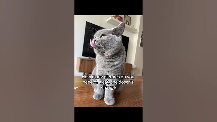 Watch the video about How Many Pictures Do You Need of a Cat? 😂🐱 #britishshorthair #foryoupage #gjordis