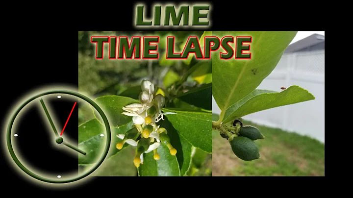 Lime tree time lapse