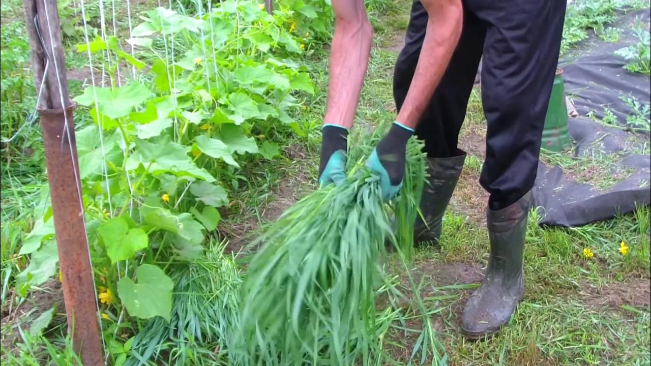 Можно ли мульчировать огурцы. Огурцы мульчирование травой скошенной. Мульча сидераты. Мульчирование скошенной травой в теплице. Мульчирование огурцов соломой.