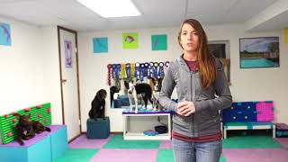 FDSA Workshop: Sara Brueske- Multi-Dog Mayhem: Learn to Take Turns