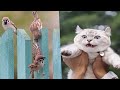 😼 Funniest Animals 🐶Try Not to Laugh🤣 Compilation of the Cutest Cats and Dogs Videos  🔴 #8