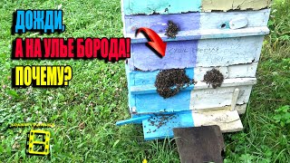 видео: БОРОДА ПЧЕЛ. ПОЧЕМУ ВЫКУЧИВАЮТ ПЧЕЛЫ? ПЧЕЛОВОДСТВО 25-27 картинка: БОРОДА ПЧЕЛ. ПОЧЕМУ ВЫКУЧИВАЮТ ПЧЕЛЫ? ПЧЕЛОВОДСТВО 25-27