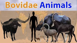 Bovidae Size Comparison Extant vs Extinct in 2022 | prehistoric vs living bovids (Animated Version)