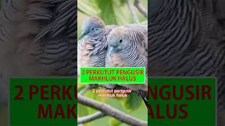 Download Lagu 2 Perkutut Pengusir Makhluk Halus #shorts #perkutut #katuranggan #burungperkutut #disentraburung MP3