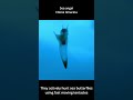 Sea angel - Clione limacina