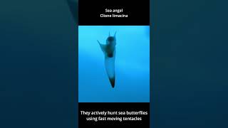 Sea angel - Clione limacina