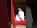 two months old curious chickens first time in their coop