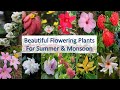 14 Beautiful flowering plants | खूबसूरत फूलों वाले पौधे ( English Subtitle )