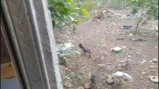 ALLAH ALLAH AGHISNA COVER BY RISA SOLIHAH