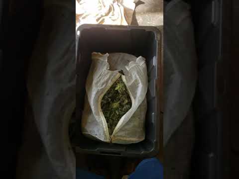 20 gallon run of ice water extract with Cloudy