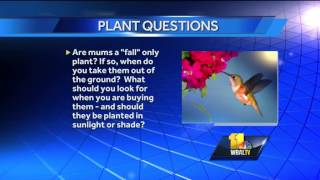 Plant Questions: Gardening tips for the fall