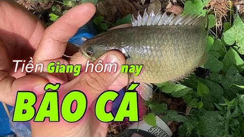 Câu cá rô đồng, trở lại thăm con kênh củ ai ngờ Tiền Giang hôm nay bão cá