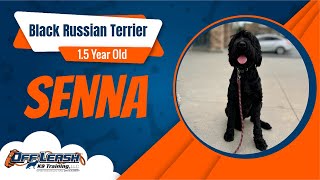 Black Russian TerrierOff leash Dog Training / Obedience Training