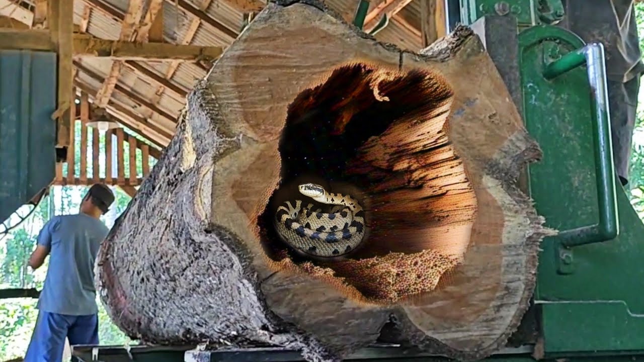 Old teak stump full of dense fibers in the sawmill - YouTube