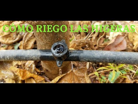 Video: Irrigación de las higueras - Cuándo regar las higueras en el jardín