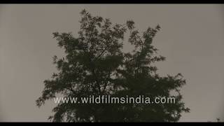 Early monsoons in Delhi - Strong winds with heavy rainfall