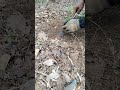 ทหารเก็บกู้นิรภัยทุ่นระเบิด PMD 6M #viral #viralvideo #soldiers #pmd6m