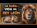 La dura vida del rey leon
