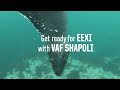 Vaf shapoli introduction