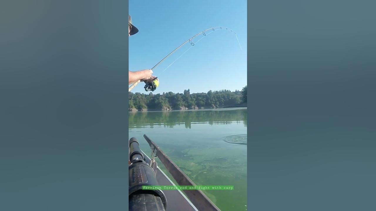 Harrison Torrix rod 2.75lb fight with carp (first part) 